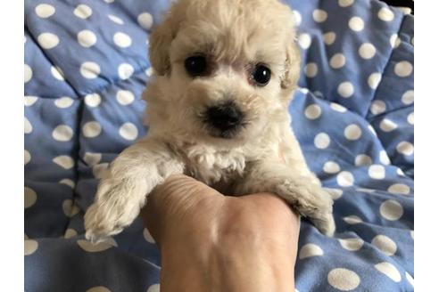 成約済の愛媛県のトイプードル-53351の1枚目